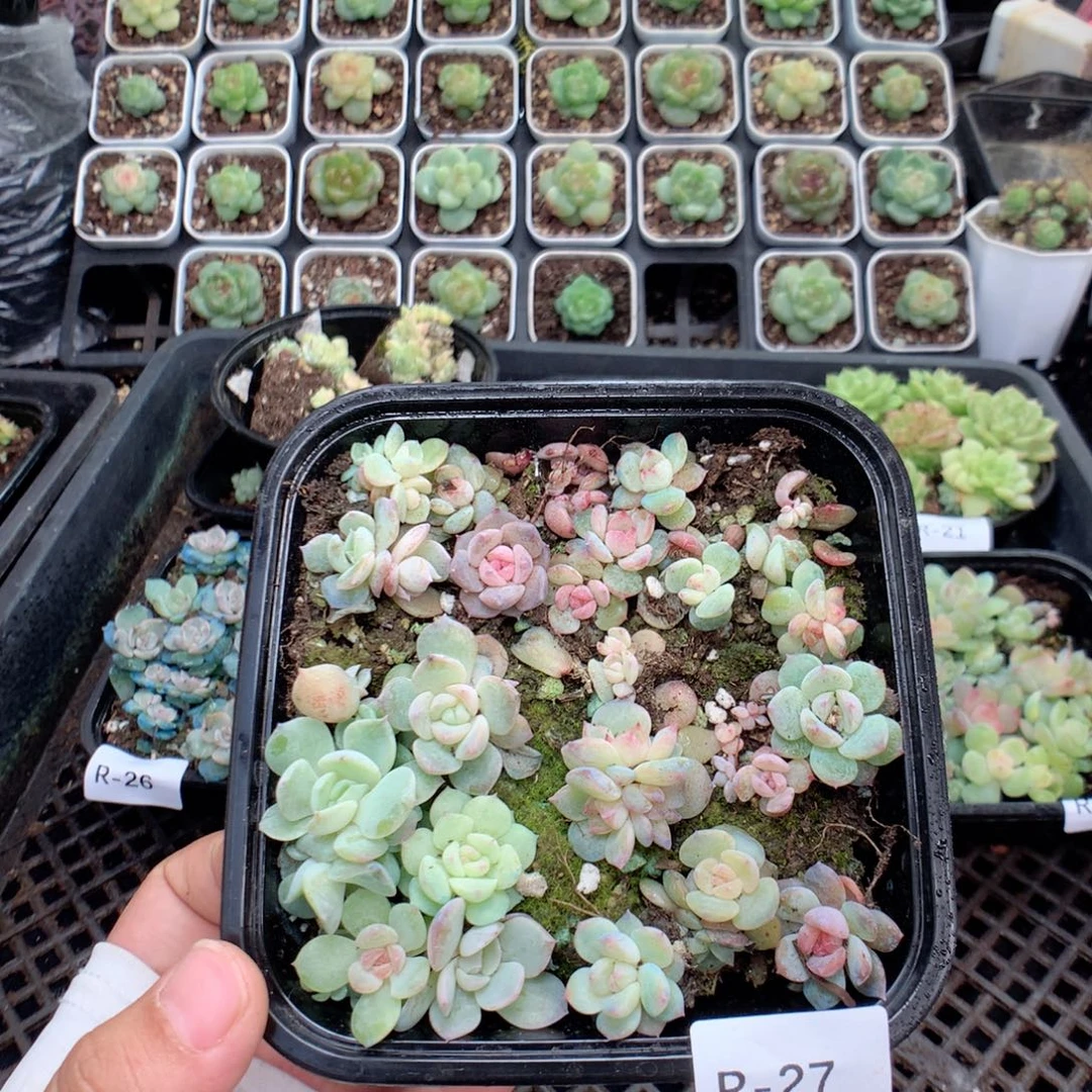 无花朵R27英语英语