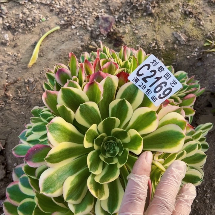 2169无根多肉植物法师大事情