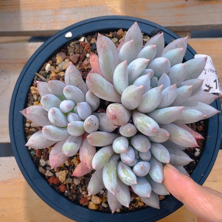 谢谢你的支持00001018