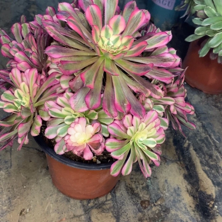 红桐超白14多肉植物法师法师