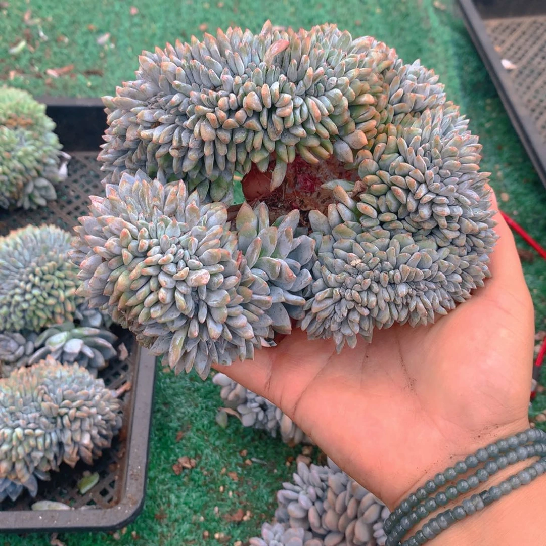 152橙子111111111111