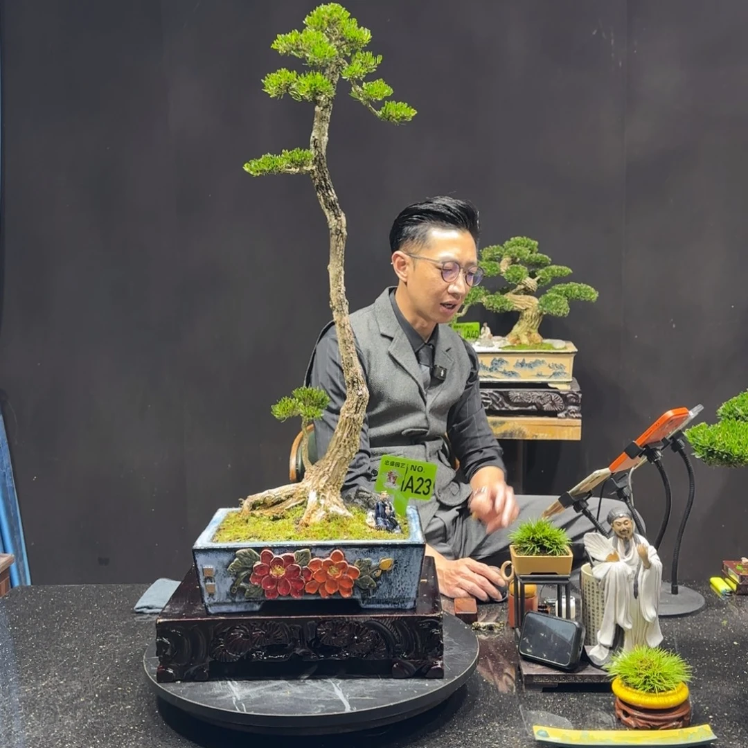 以实际为准黄杨室内室外盆景艺术