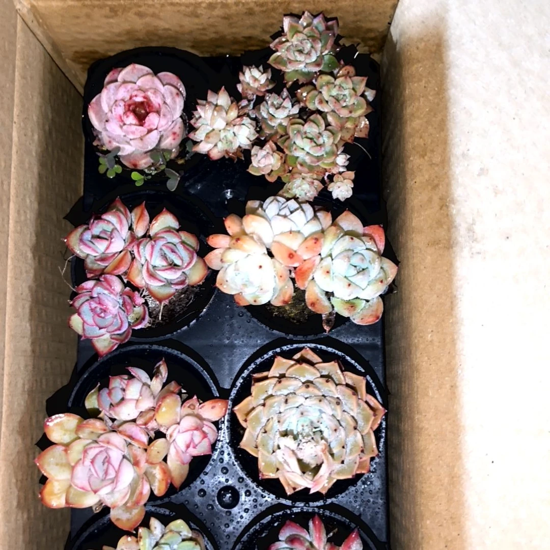 满9元包邮，63号一物一拍