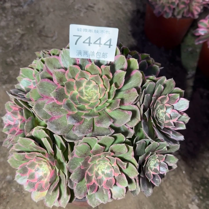 7444粉花妖多肉植物