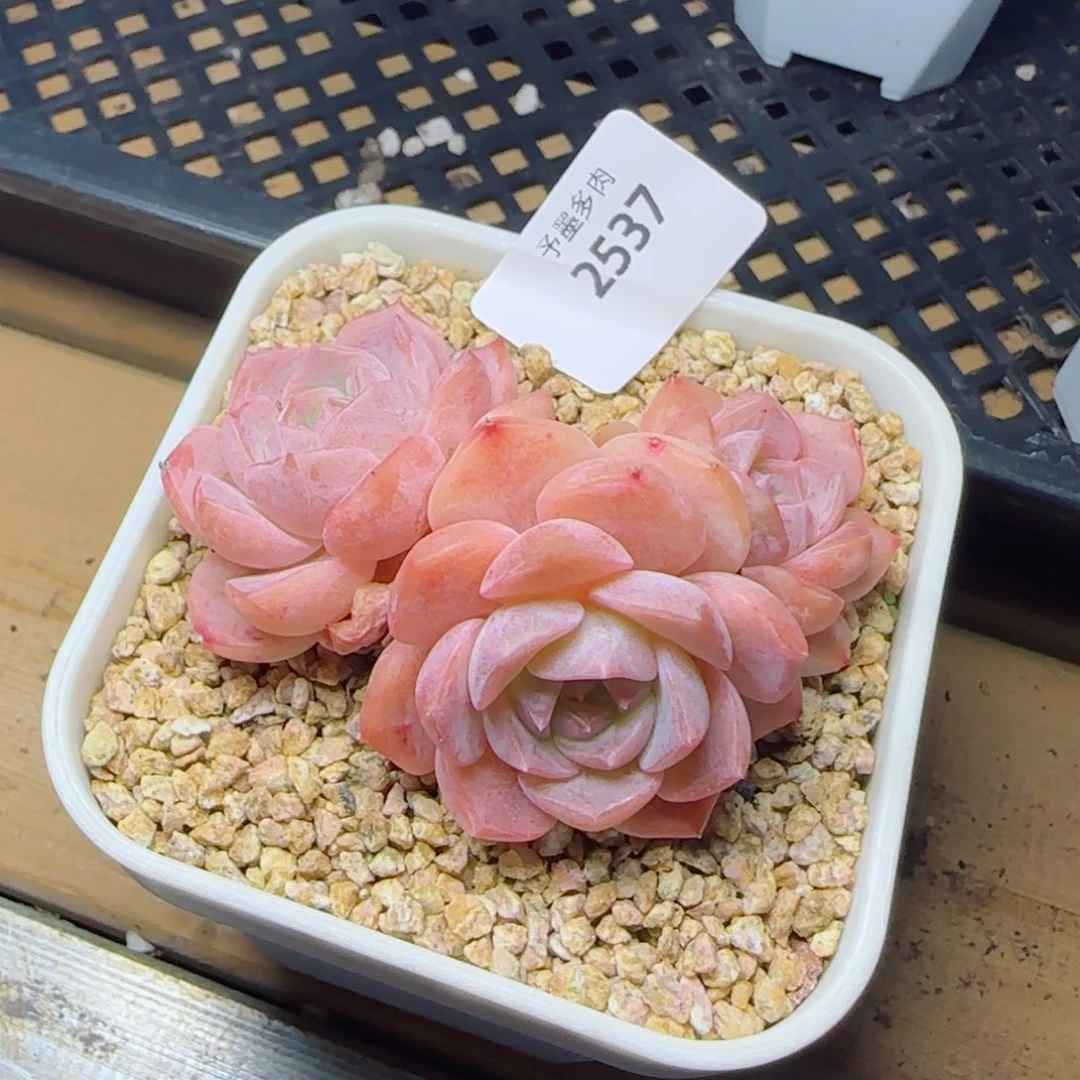 水晶桃子，2937多肉植物
