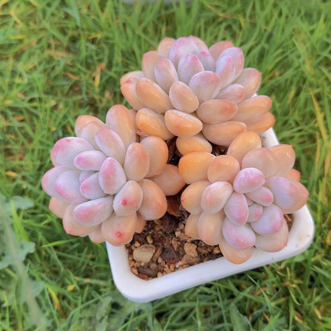 一*鱼多肉植物多肉植物