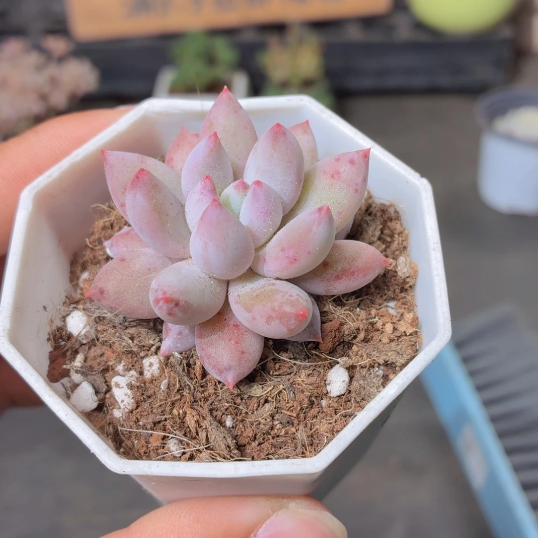 所罗门多肉9.9包邮发货