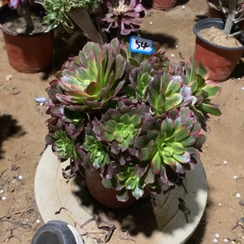 安娜玫瑰一物一拍