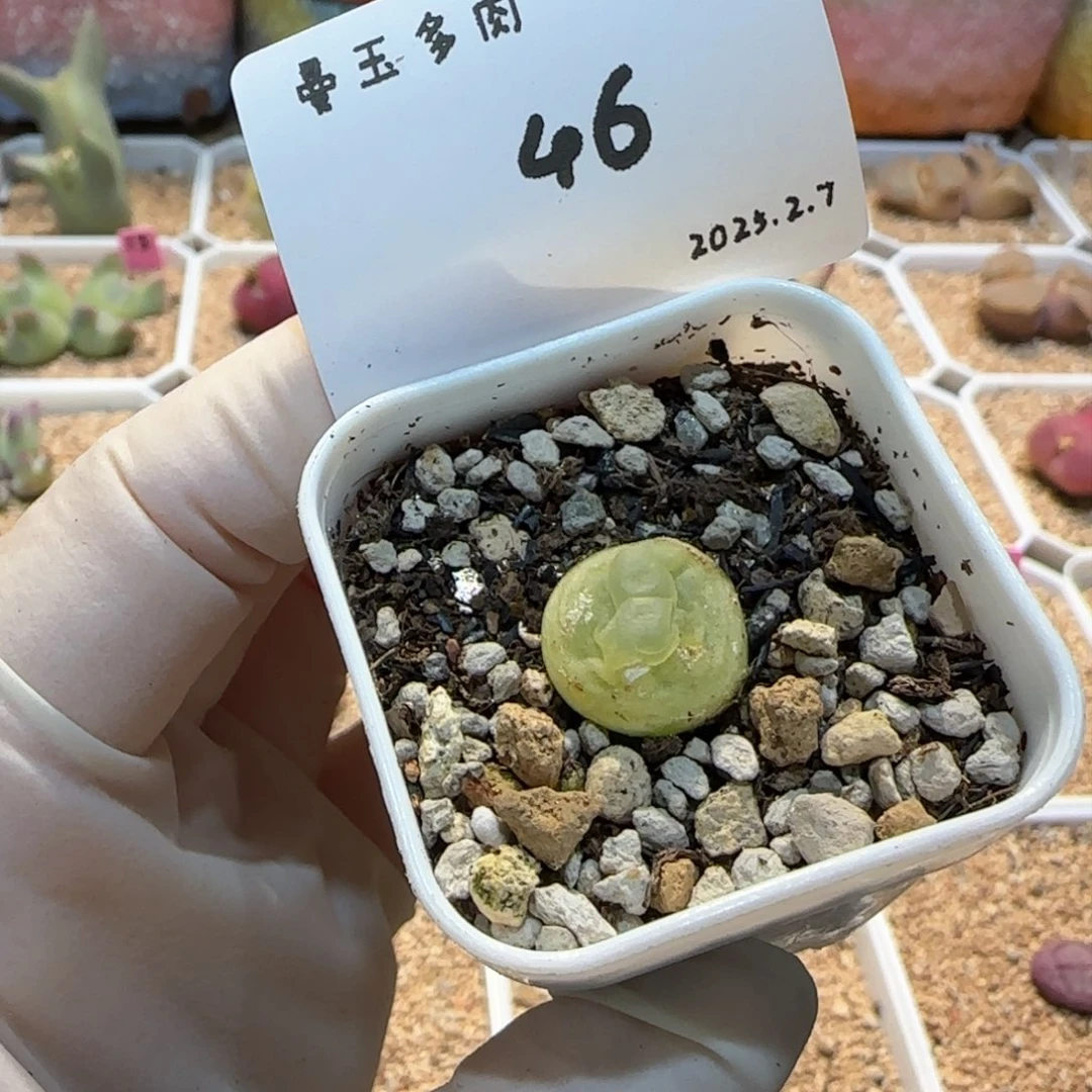 多肉多肉多肉2.7-046