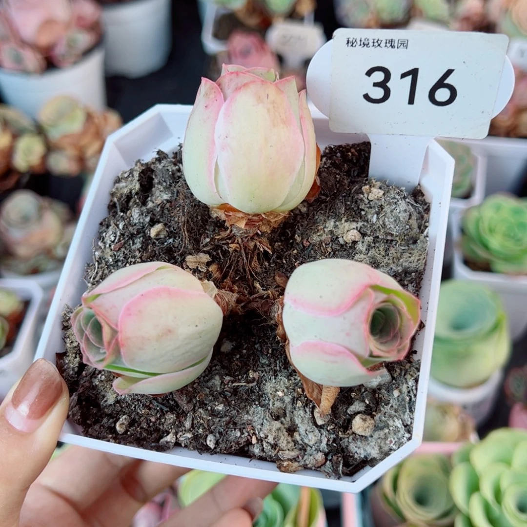 316三头粉玫瑰。