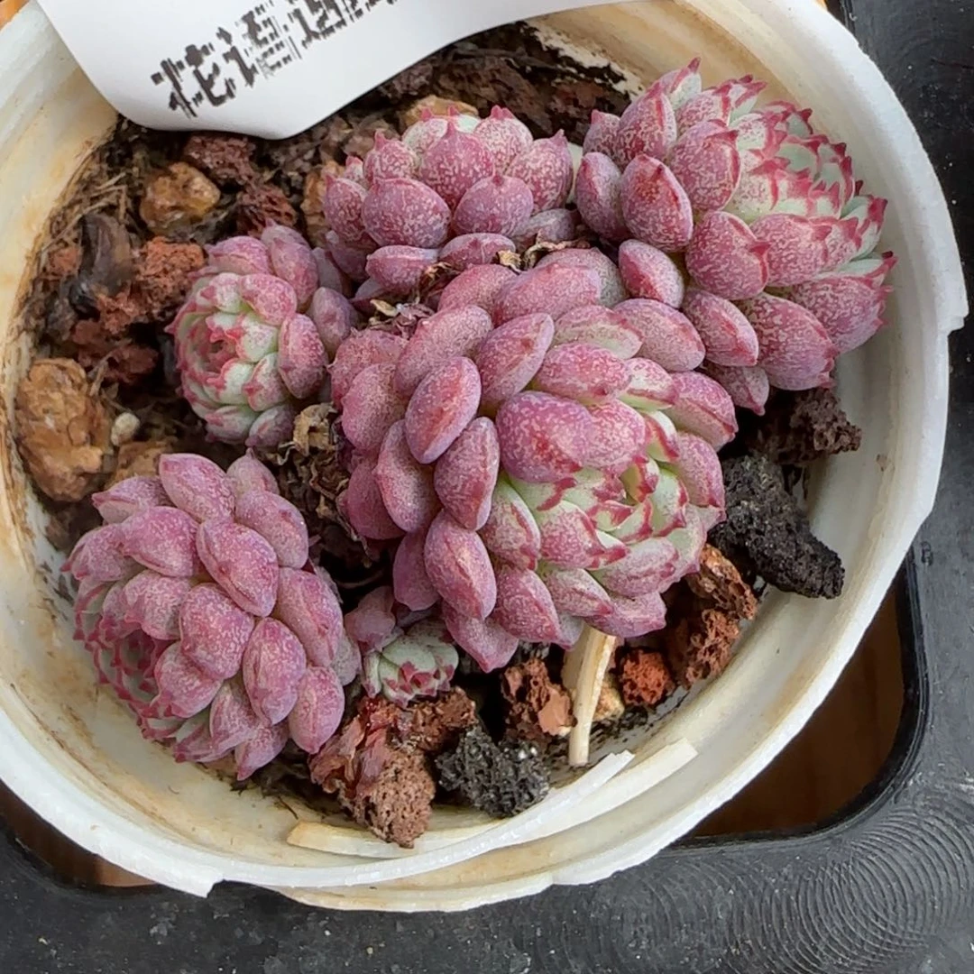 花语逸镜0206-406