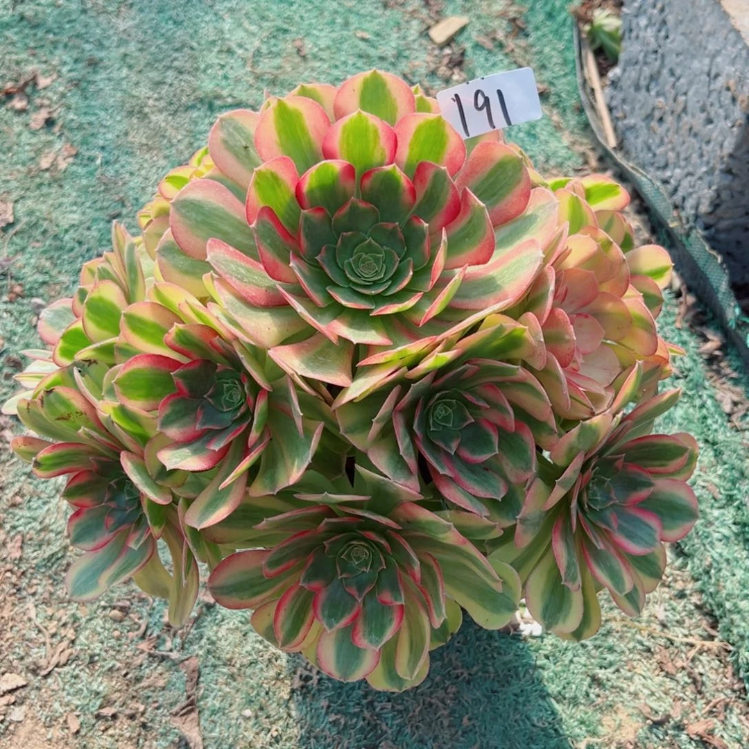 191雨荷法师多肉植物