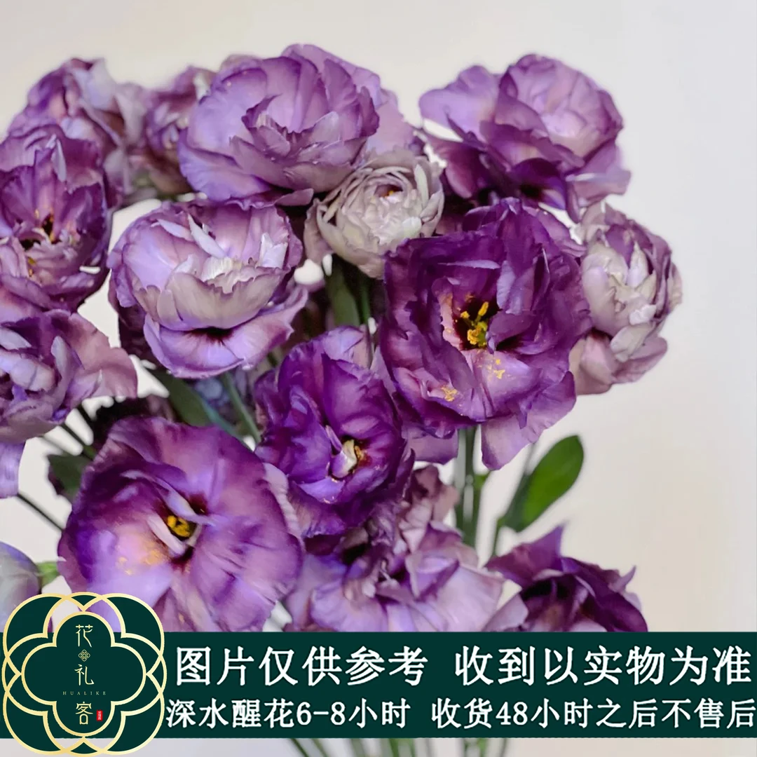 云花巷【混色洋桔梗 】鲜花优选  高品质鲜花