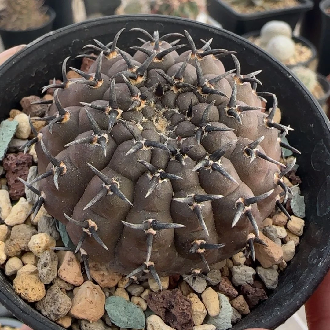 019实生短豪刺黑刺凤头多肉5厘米