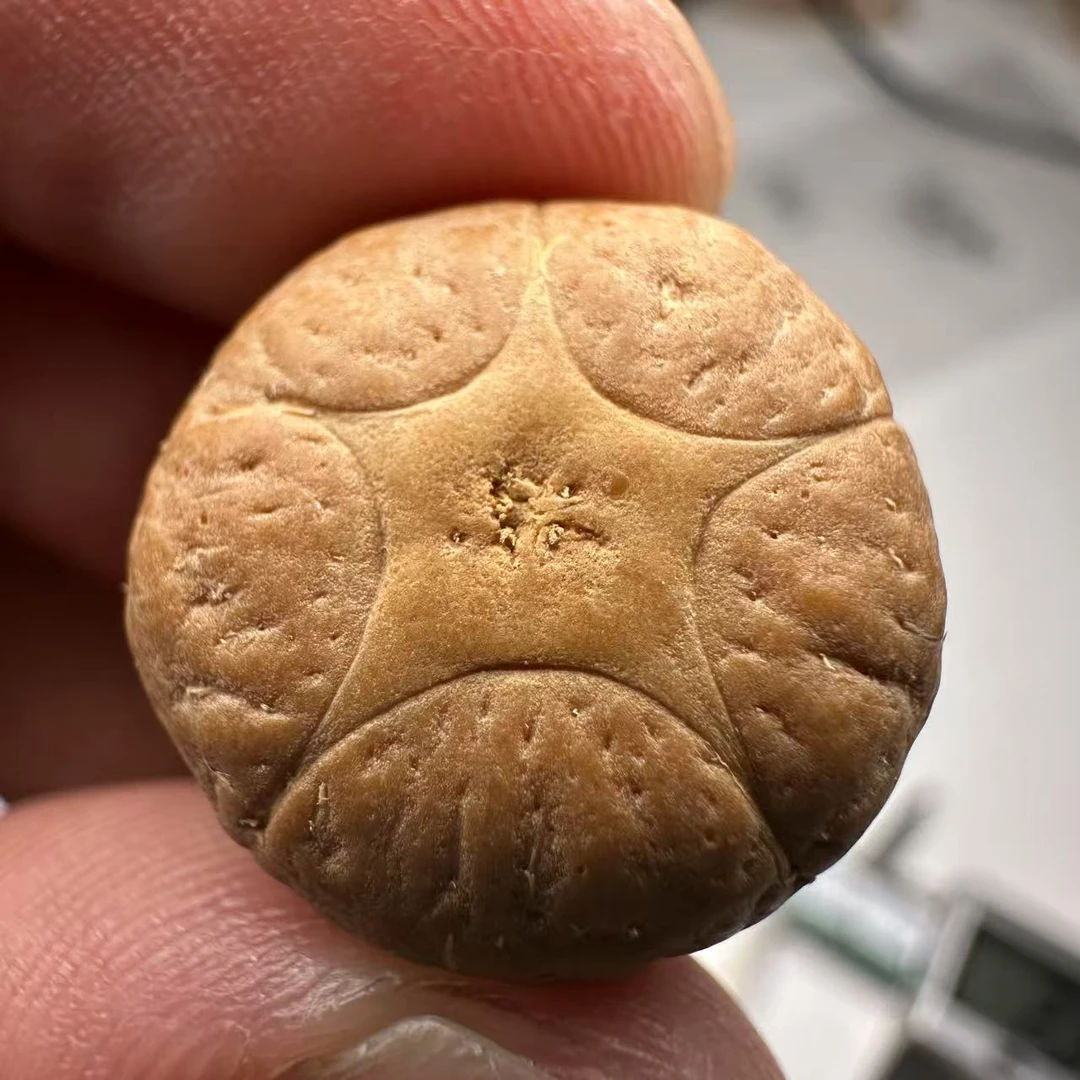尼泊尔五星菩提，尺寸19，sss系列，货号74