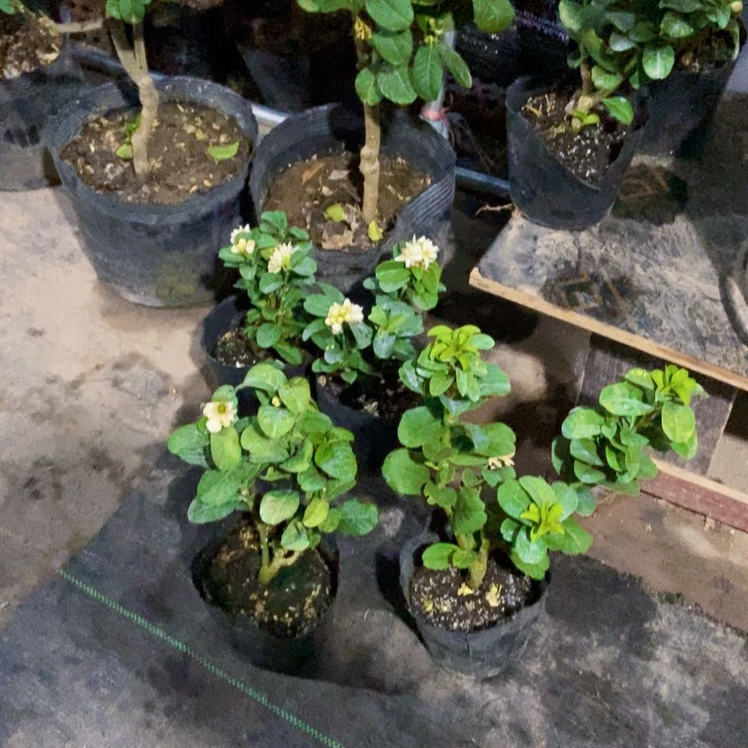 无花朵佛手盆栽一物一拍