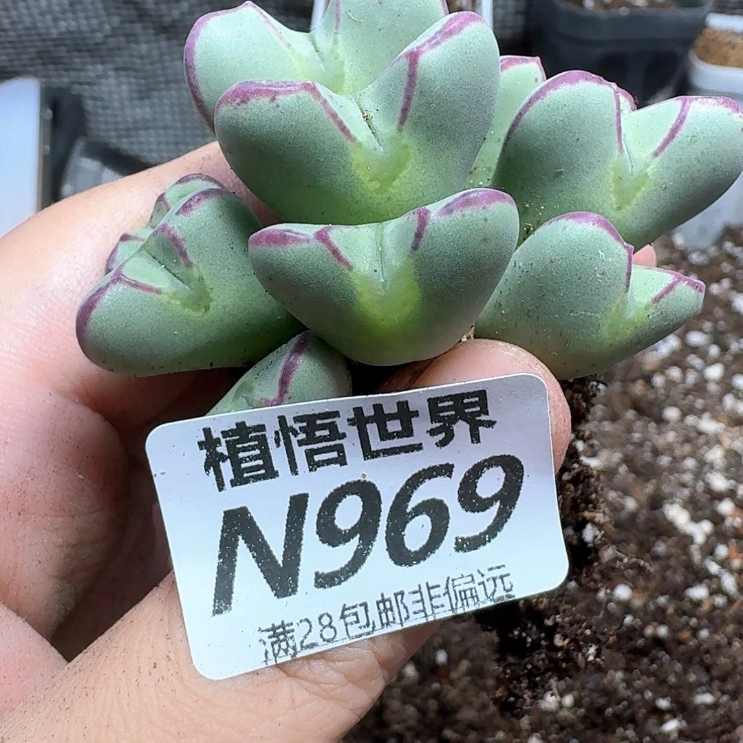 多肉植物的润泽个v