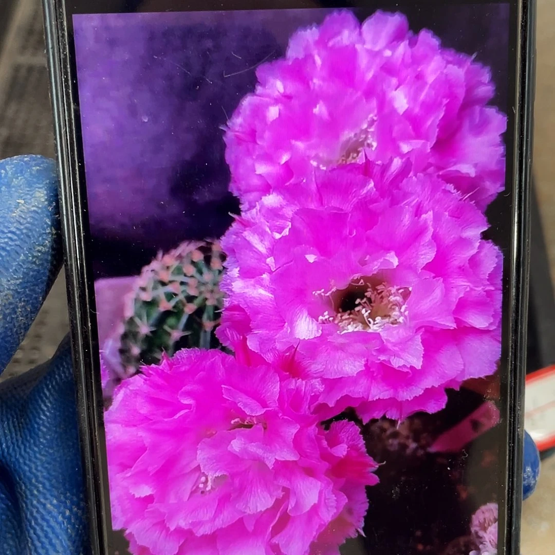 多多一号侧芽歪5个分以上满18包邮