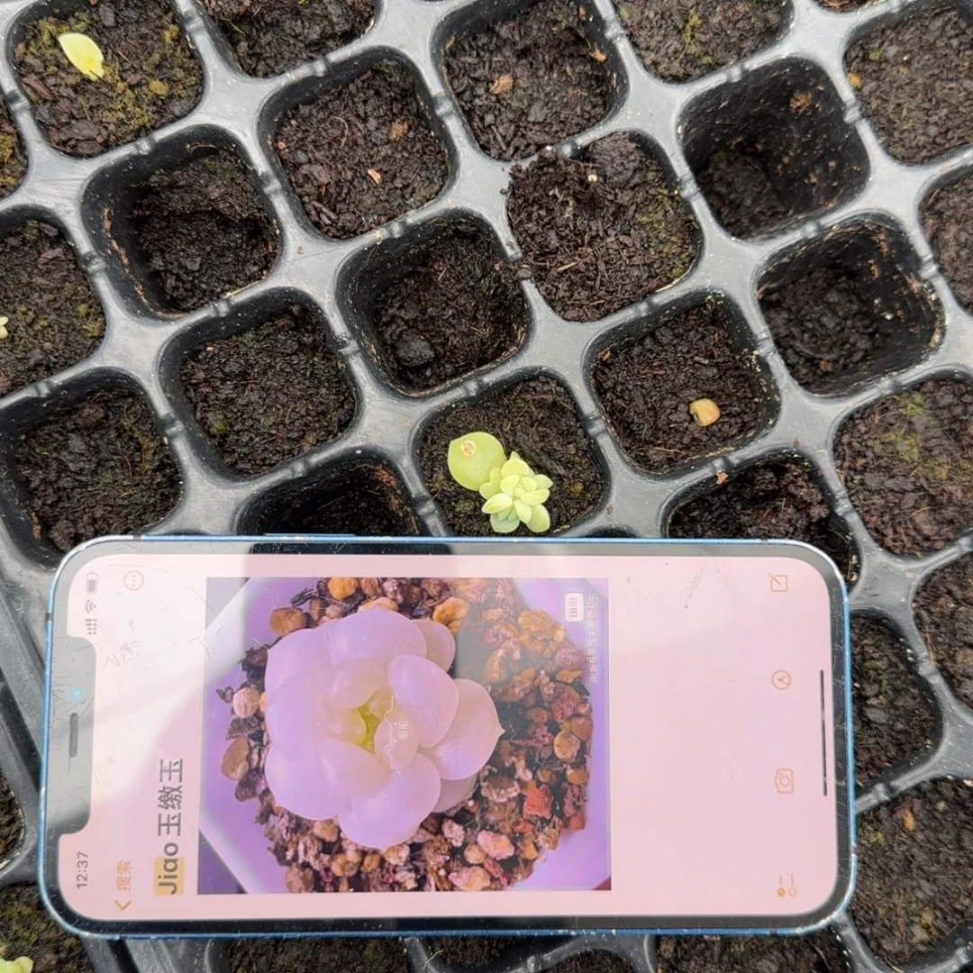 皦玉穴一个满25包邮