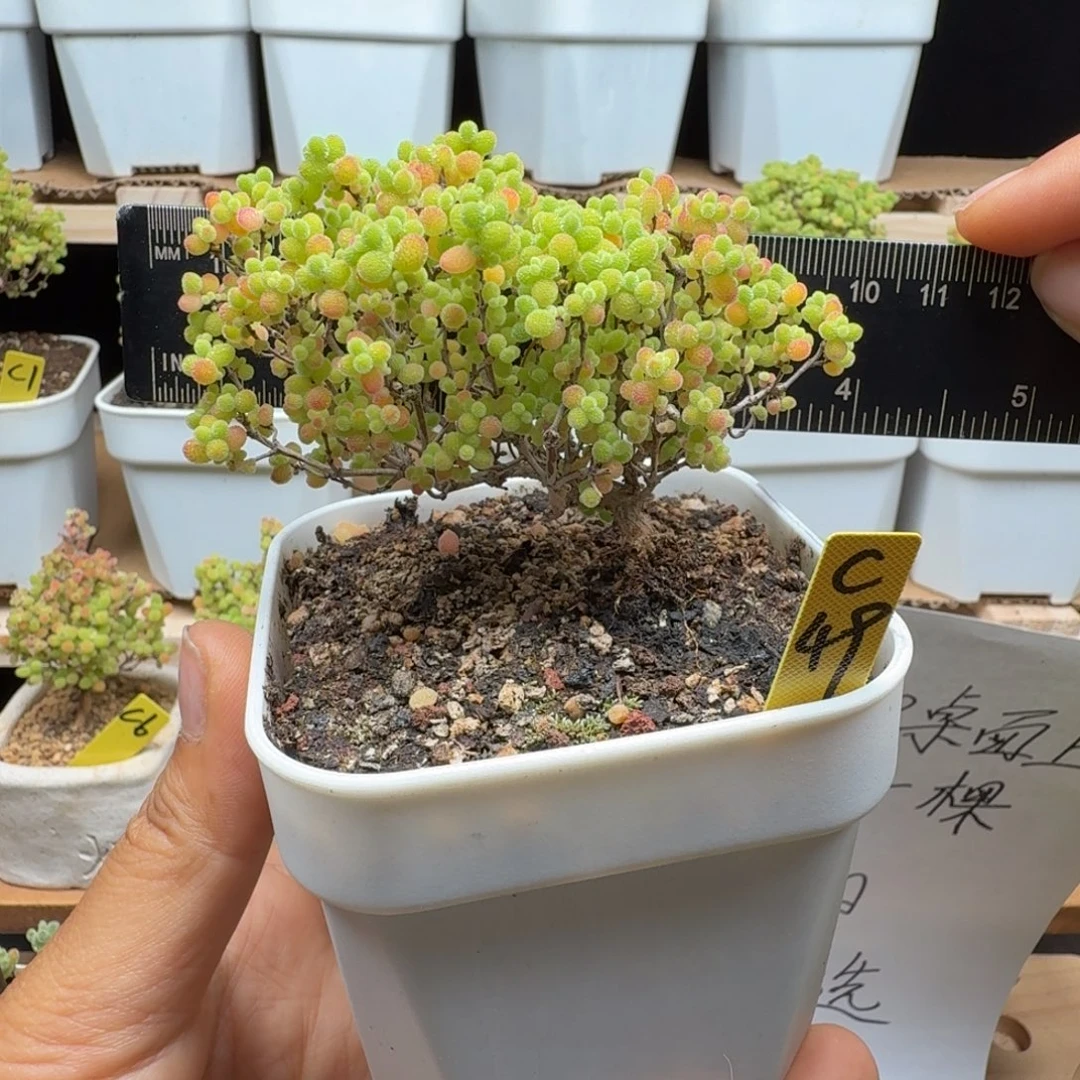 c49号蜜橘冠服8厘米左右福利价
