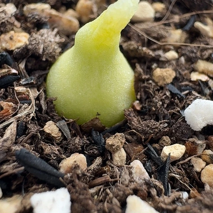 老马生石花小葫芦2015