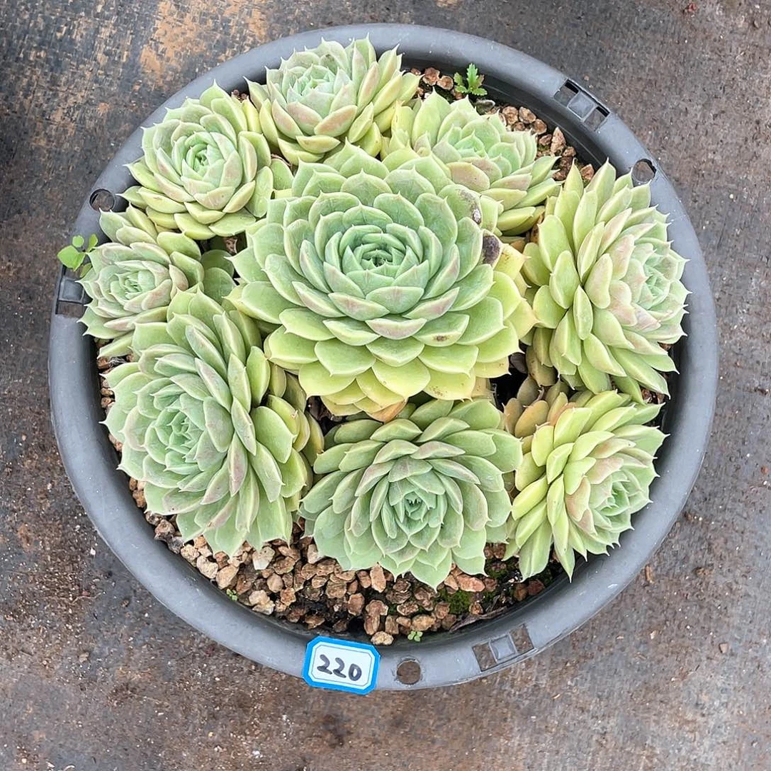 220昂斯诺 一物一拍多肉