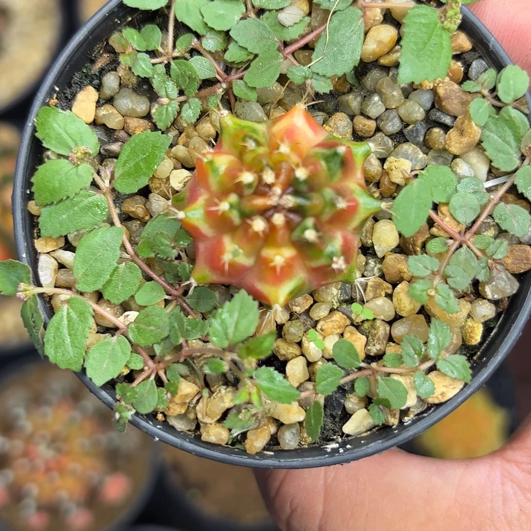 217-1115泰国发货多肉