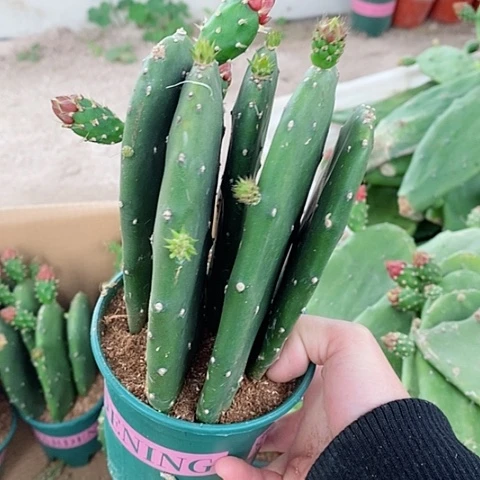 5片原盆发货胭脂仙人掌