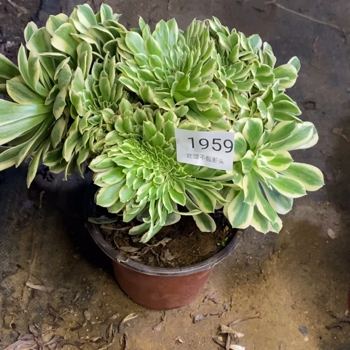 迈巴赫多肉断头不包1959