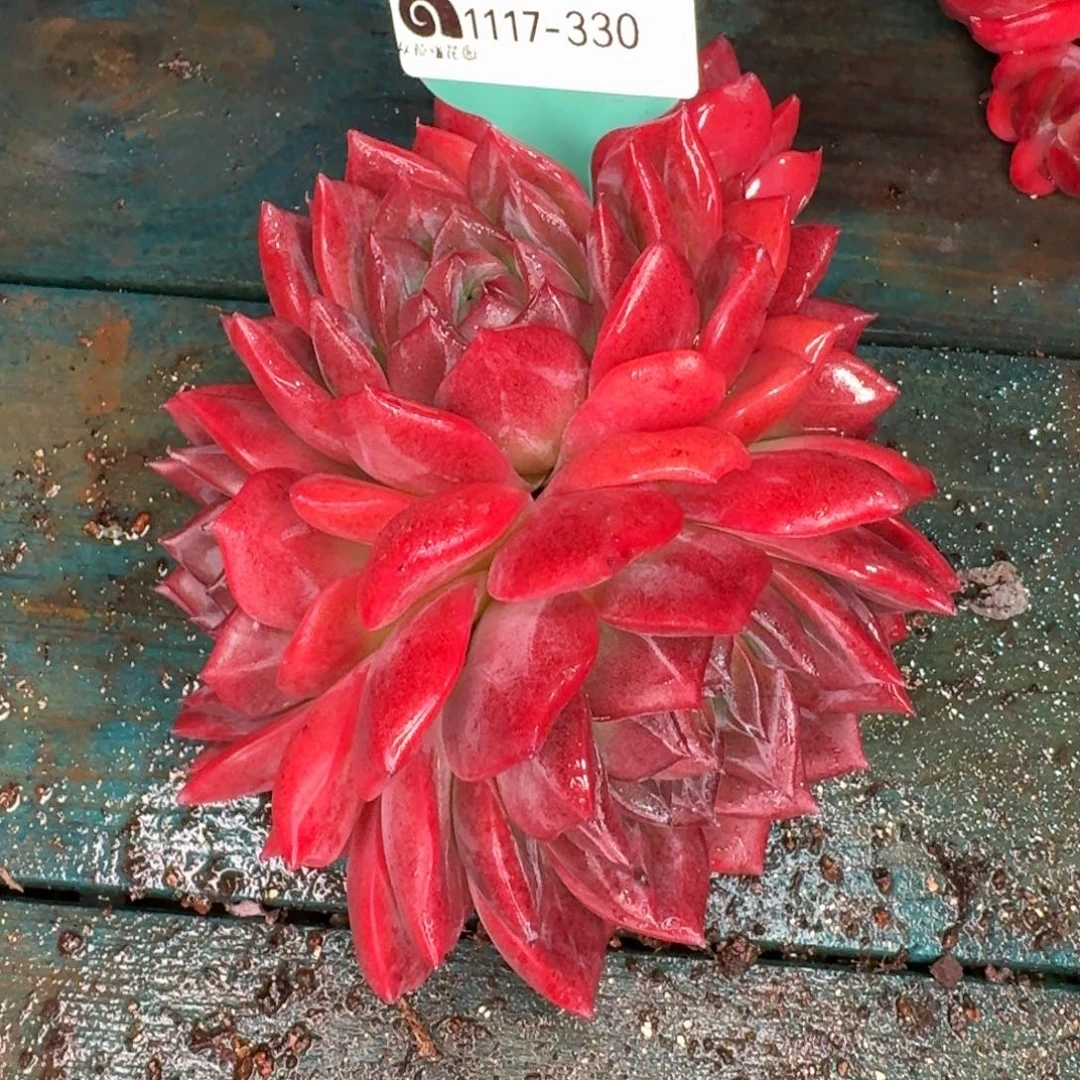 从前慢花园多肉编号1117-330