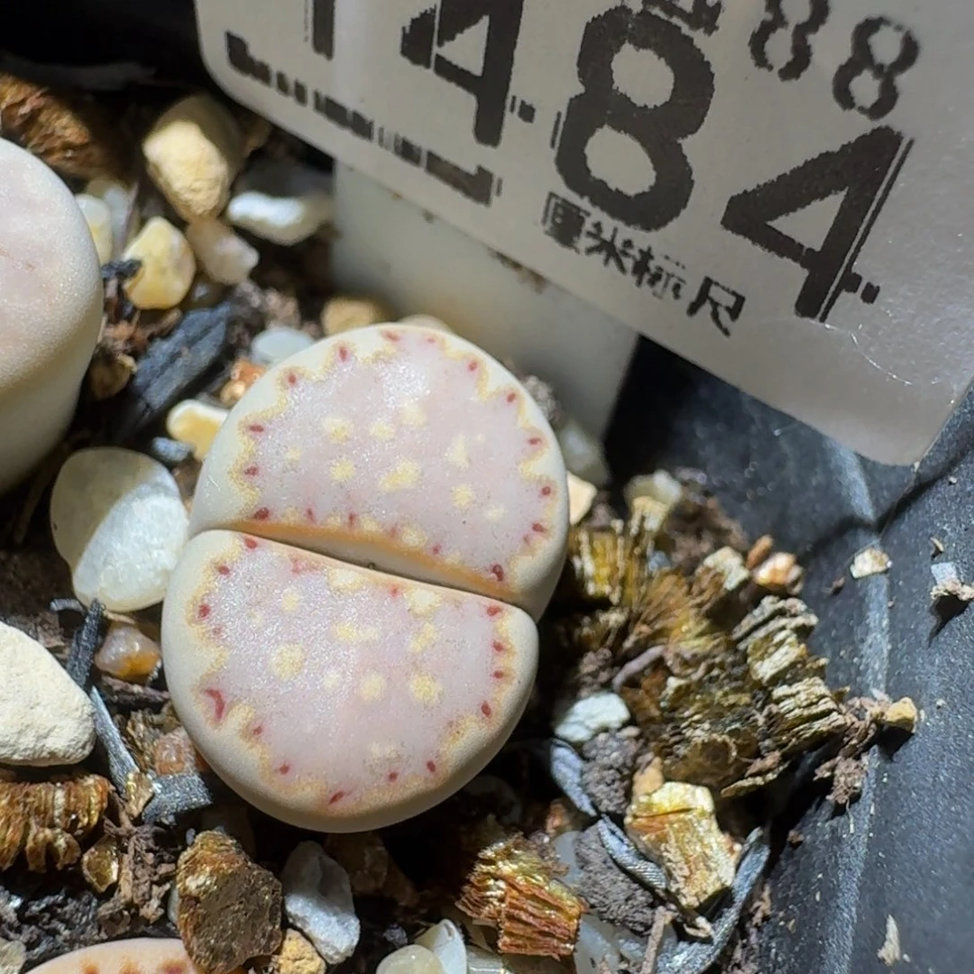 Sssss精品生石花1484