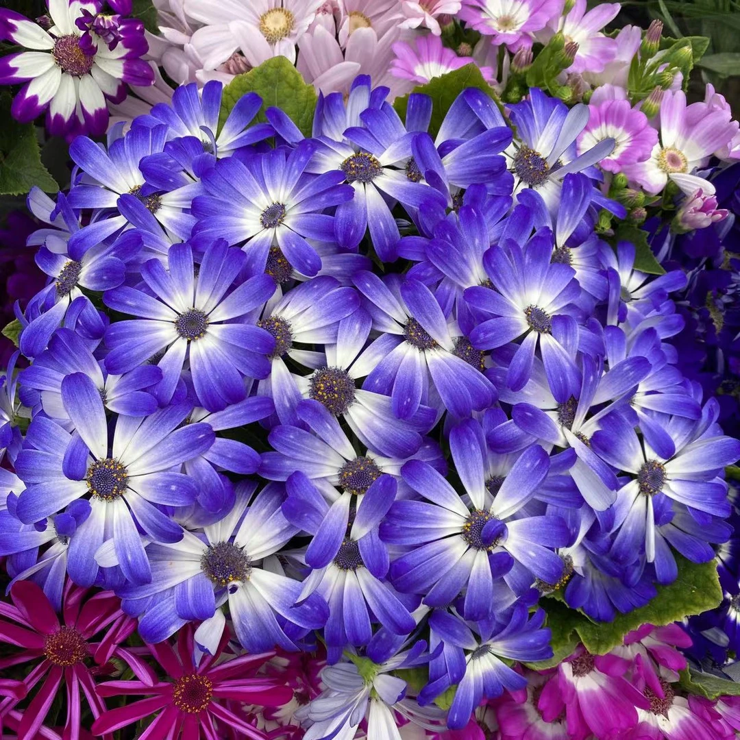 【瓜叶菊】2颗2色带花带花苞发货