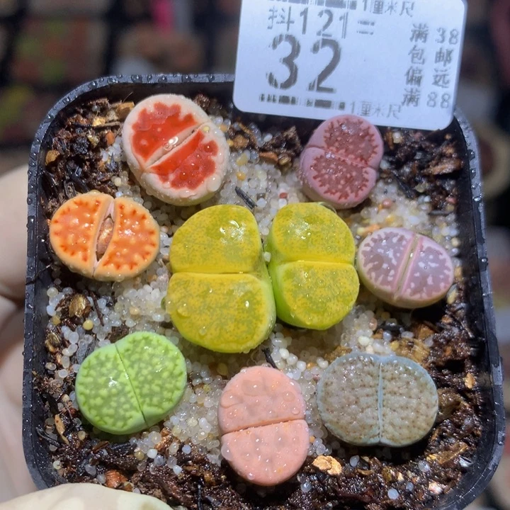 精品生石花121.32