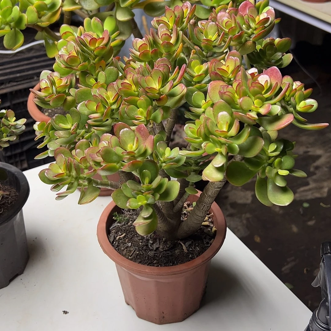 4年摇钱树带土球发货