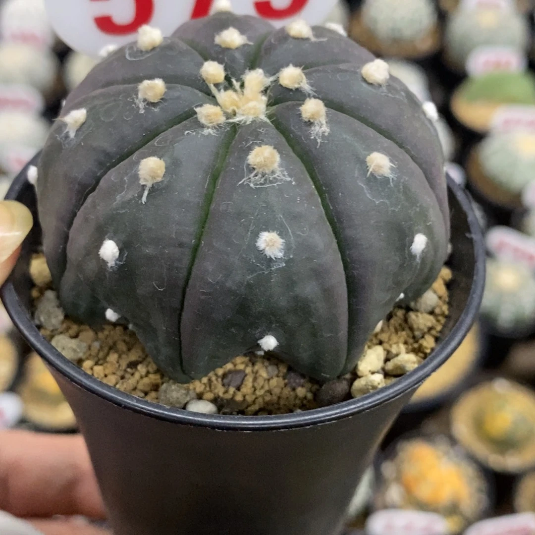 575紫皮琉璃指纹海星兜