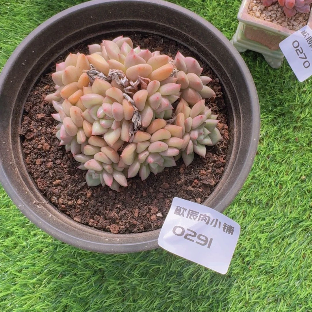 M***多肉植物象牙0291