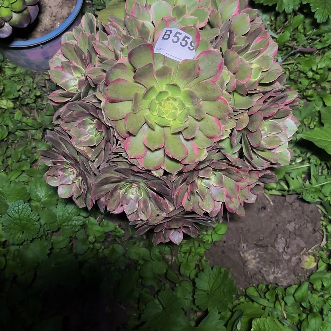 粉花妖559偏远不包邮