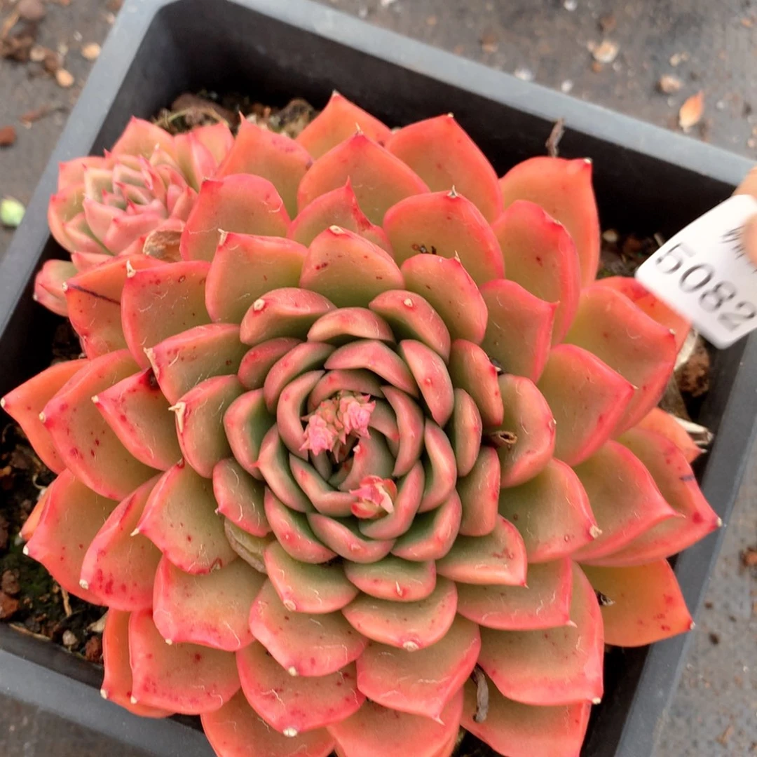 5082杂交多肉植物