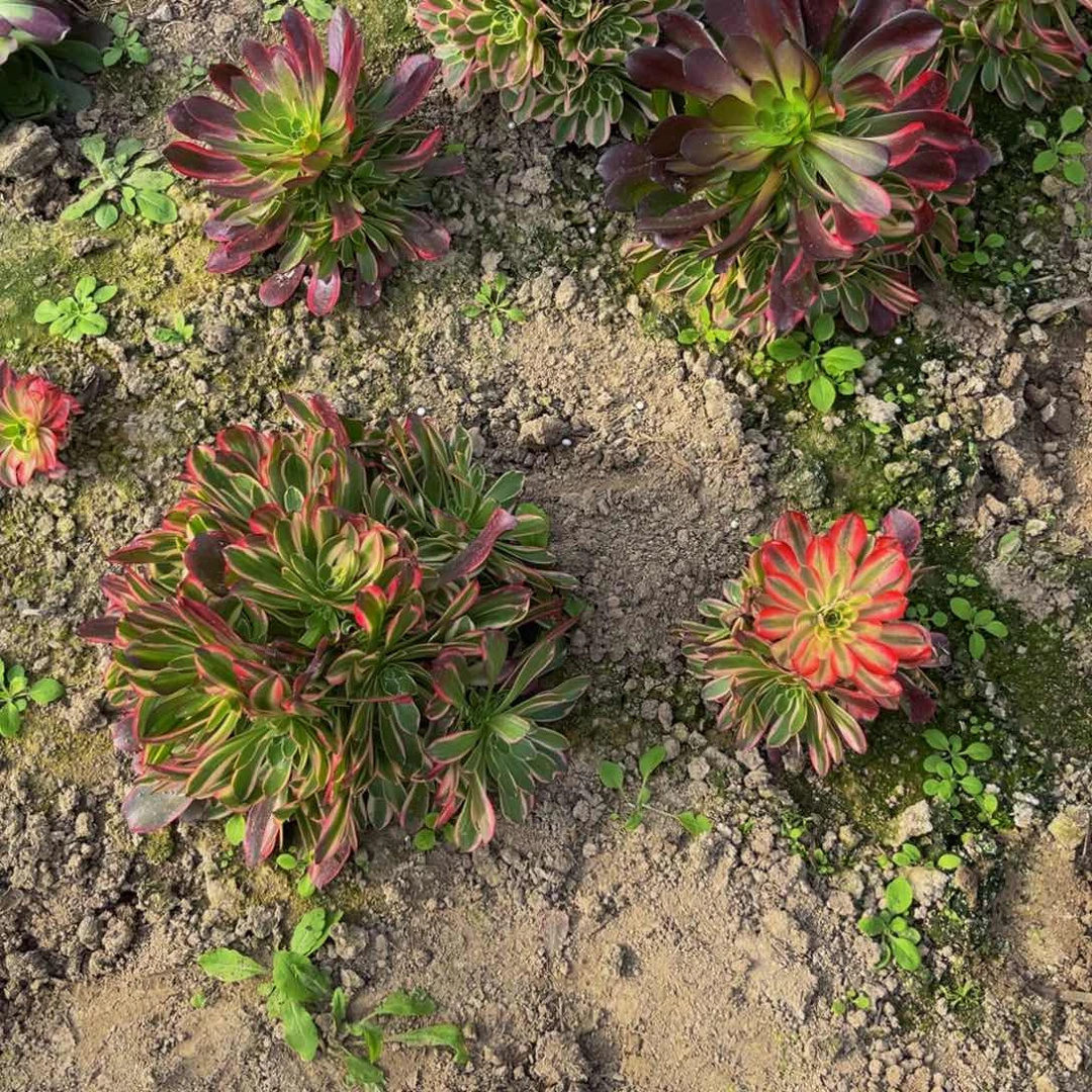 694多肉植物一物一拍