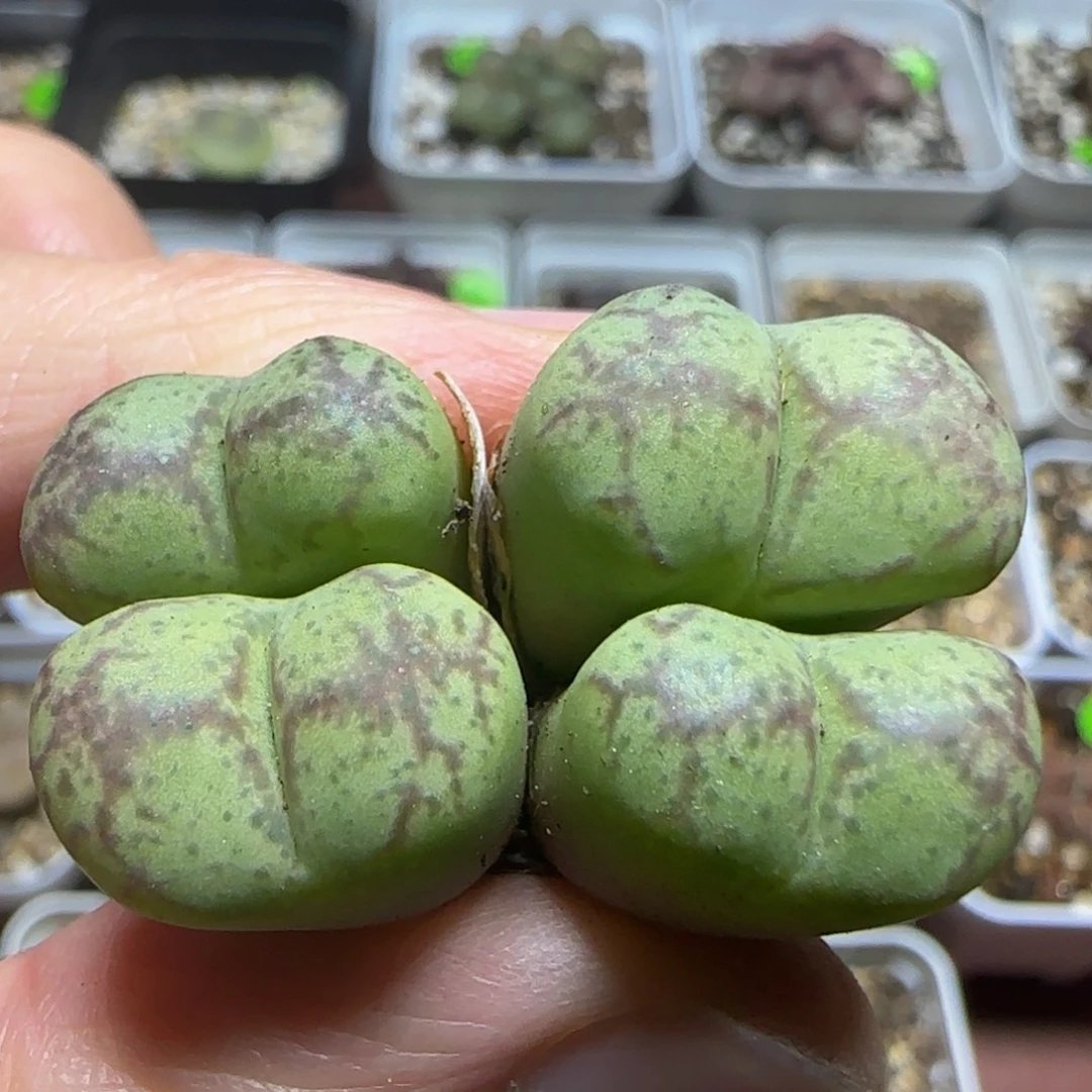 杂交漂亮多肉植物452