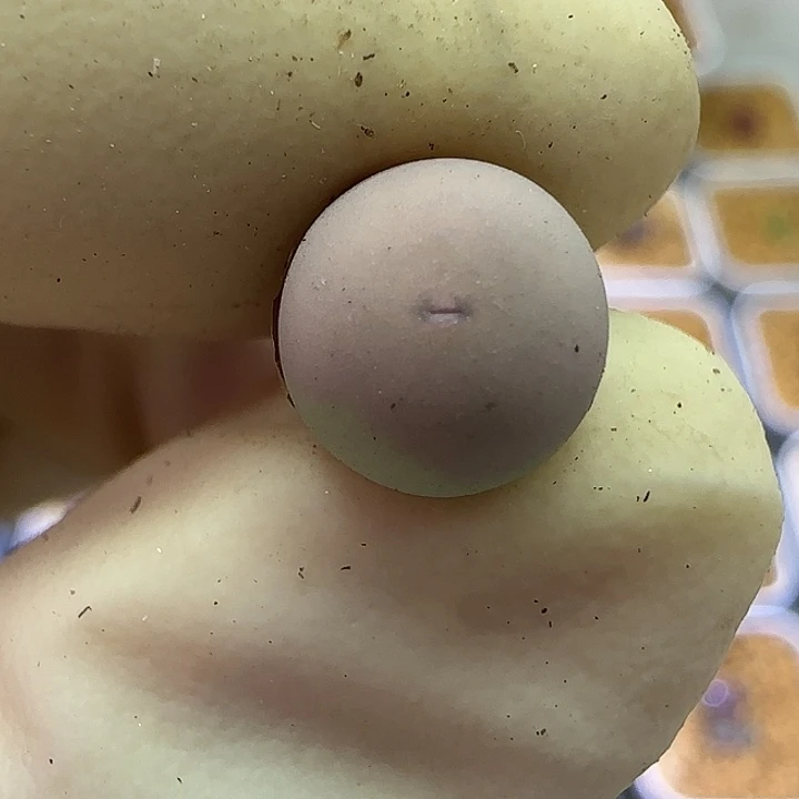 201v嘴福利434根短