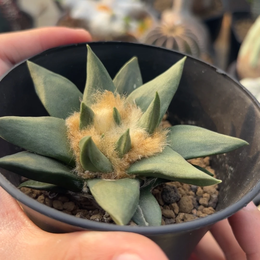 完全开放龙牙苗子ggggg