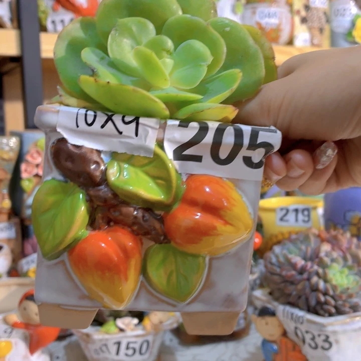 多肉花盆满15包邮