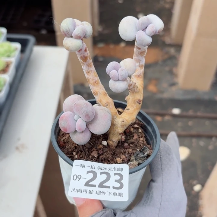 腰子蛋无盆土无盆土无盆土