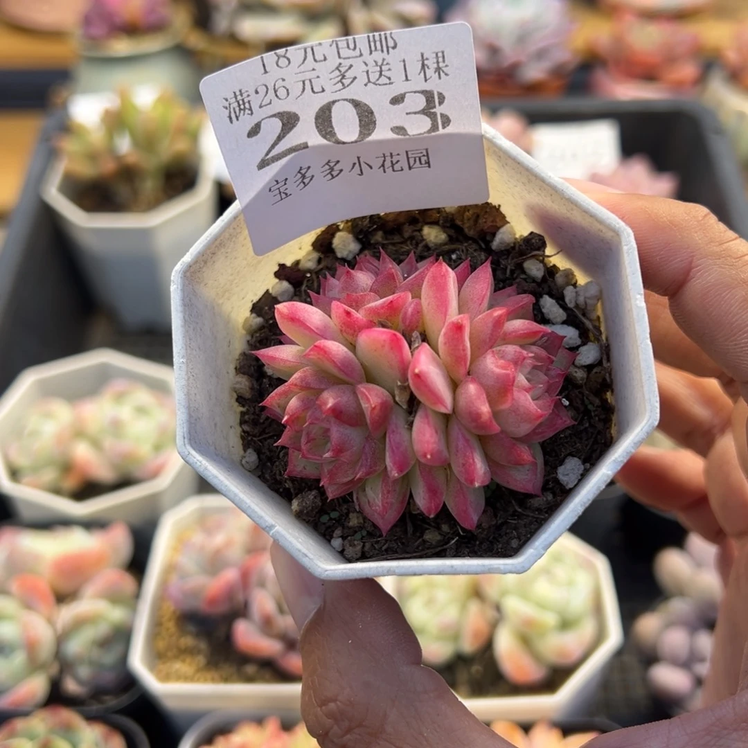 女王群一物一拍多肉满18元包邮