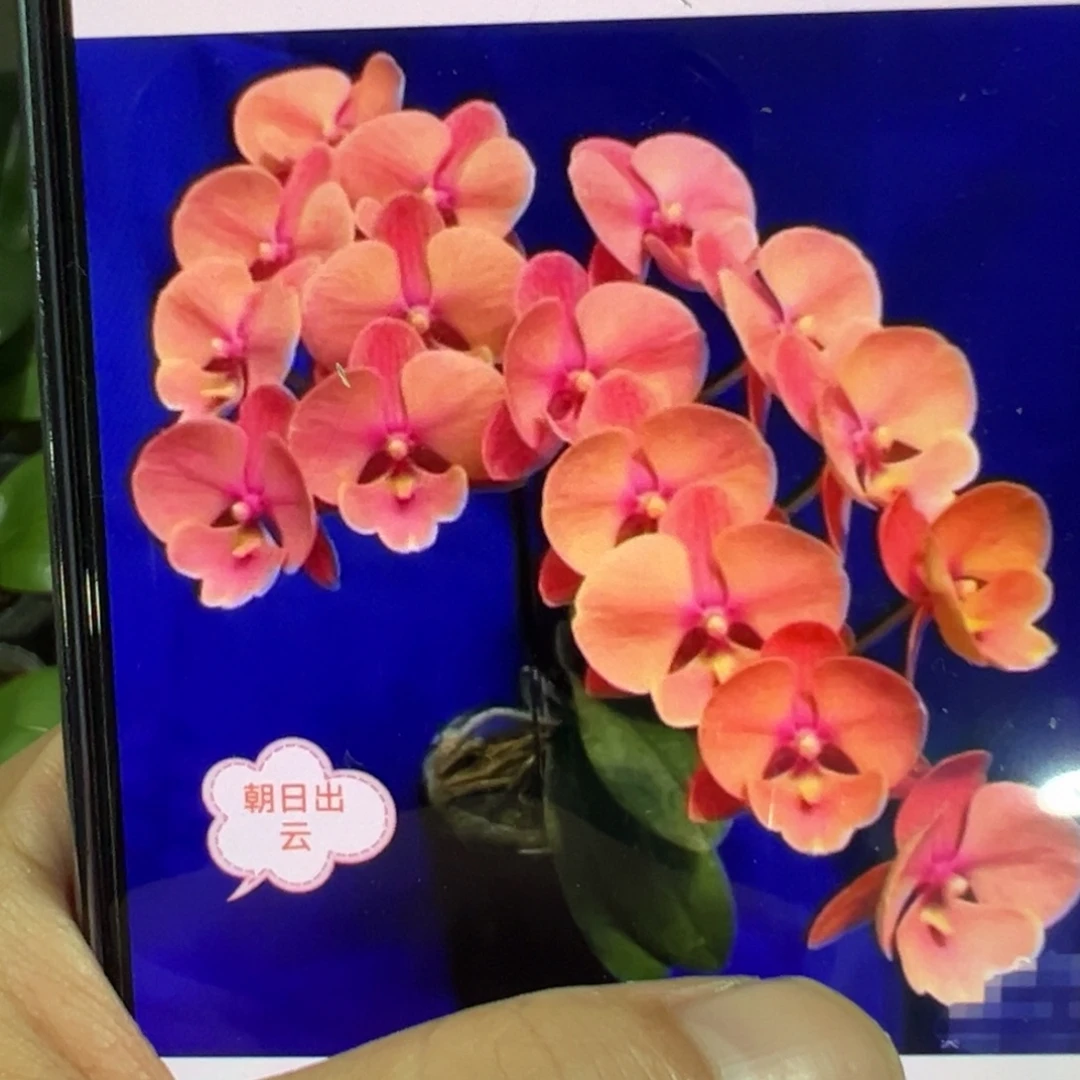 当前无花栽培后可以开花朝日出云，凑单发货