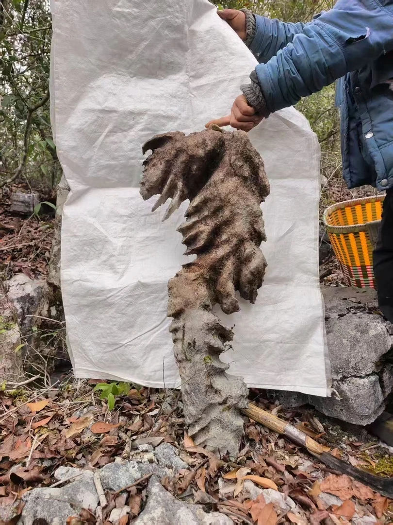 乌蒙磐石观赏多用四