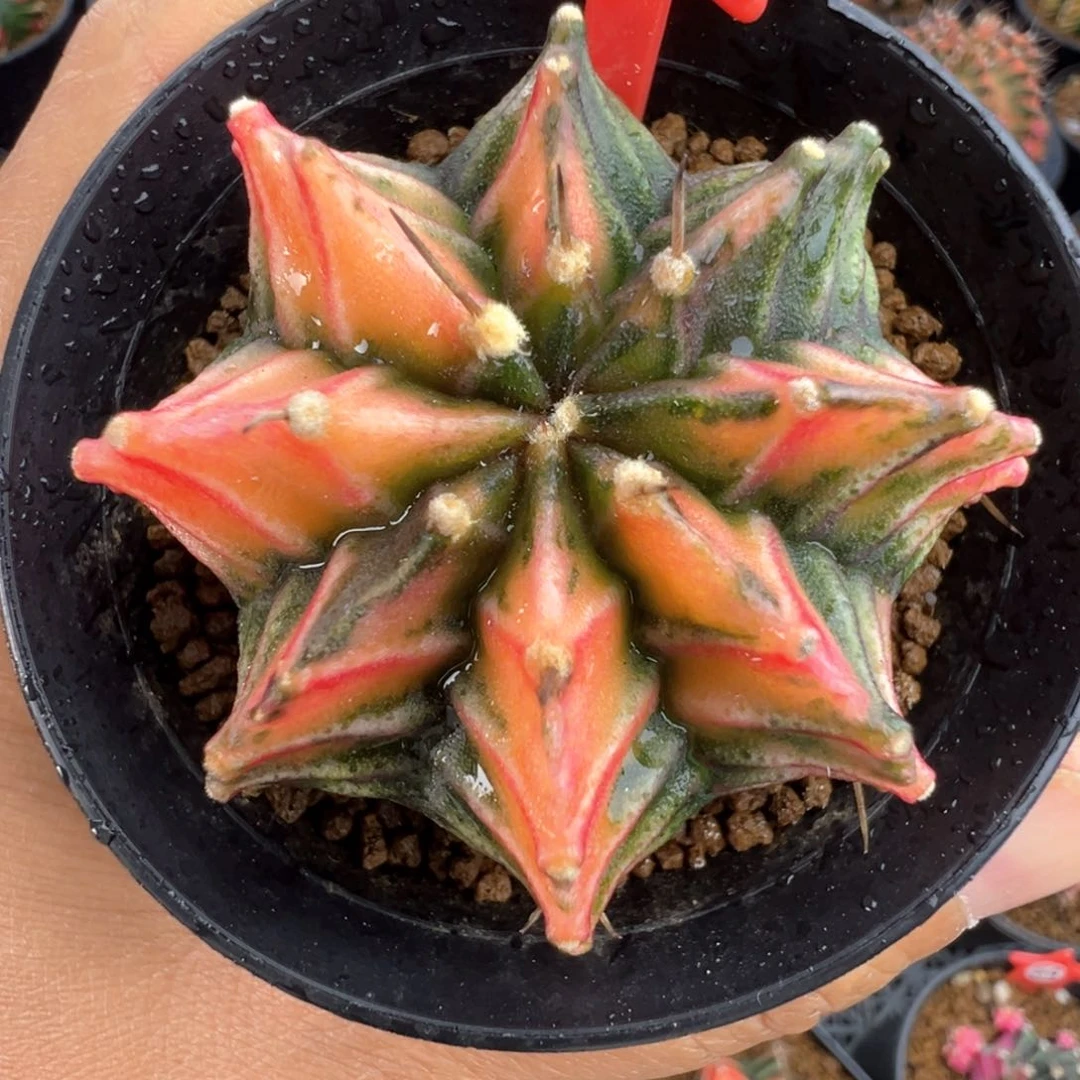 1-61肋骨锦带盆土发货5.1厘米