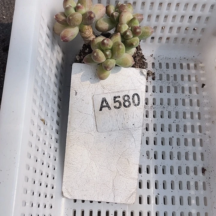 ૮****580密密麻麻密密麻麻吗