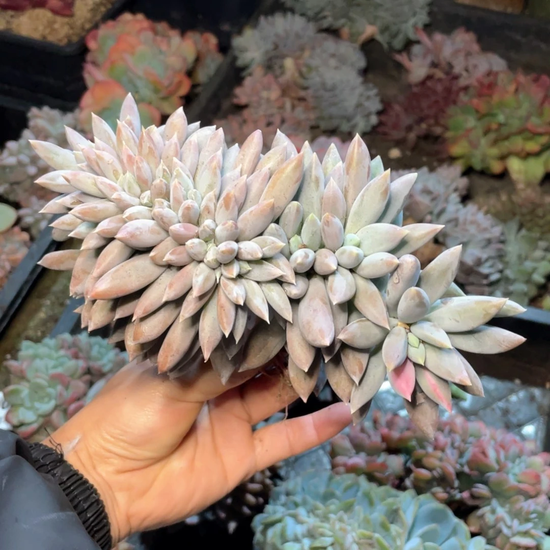 【闪购商品】完全开放哥特缀带锦